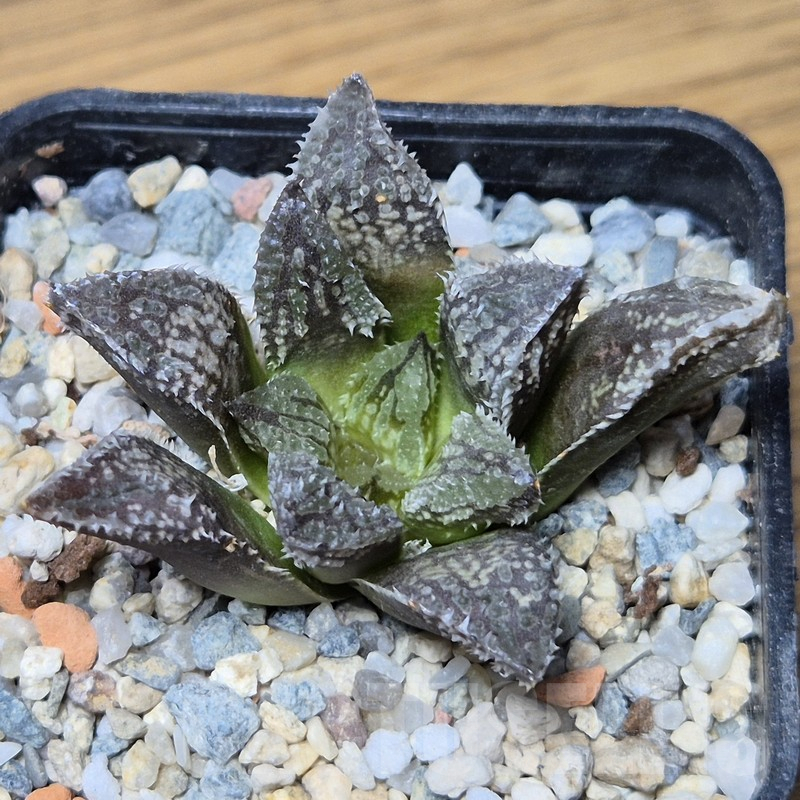 VVG15355 Haworthia ‘Black Major’ x ‘Yulia’ F2 seedling
