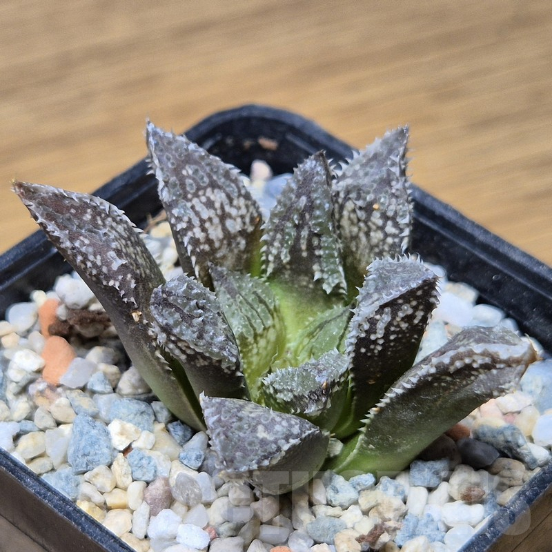 VVG15355 Haworthia ‘Black Major’ x ‘Yulia’ F2 seedling - Image 2