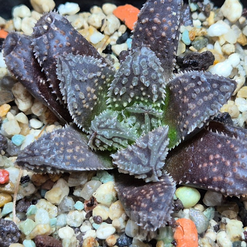 VVG12142 Haworthia ‘Black Major’ x ‘Yulia’ F2