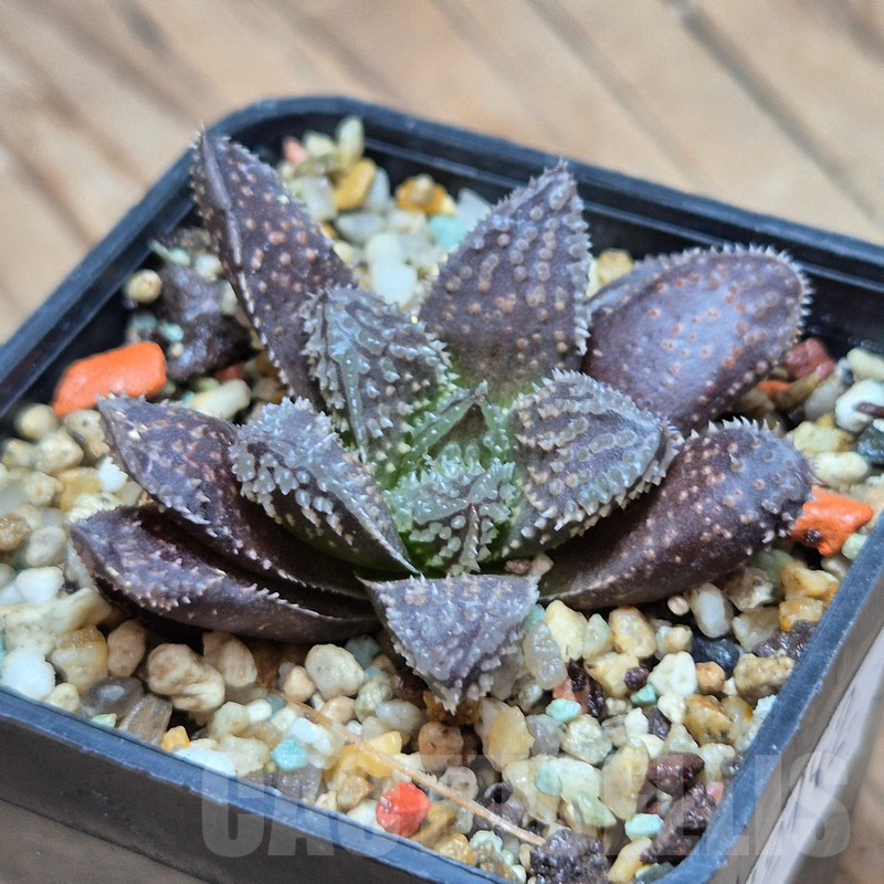 VVG12142 Haworthia ‘Black Major’ x ‘Yulia’ F2 - Obrázek 2
