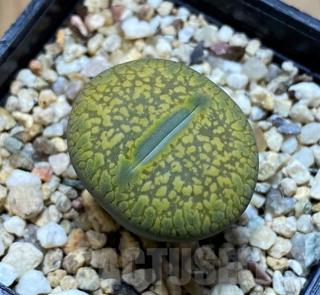 SH15936 Lithops aucampiae 'Jackson's Jade'