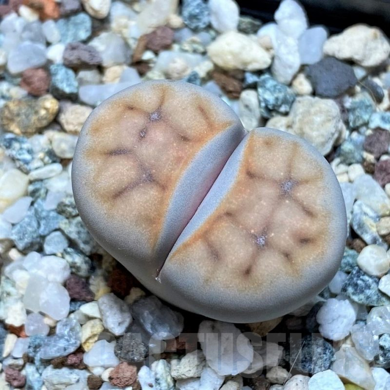 SH15938 Lithops karasmontana v. erniana