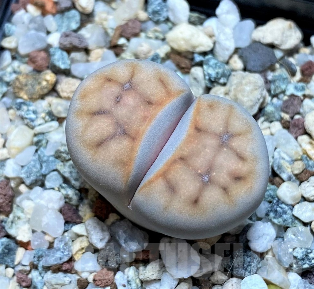 SH15938 Lithops karasmontana v. erniana
