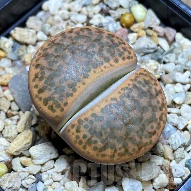 SH15940 Lithops fulviceps