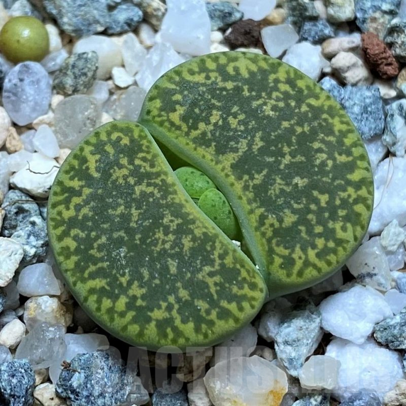 SH15941 Lithops lesliei v. albinica