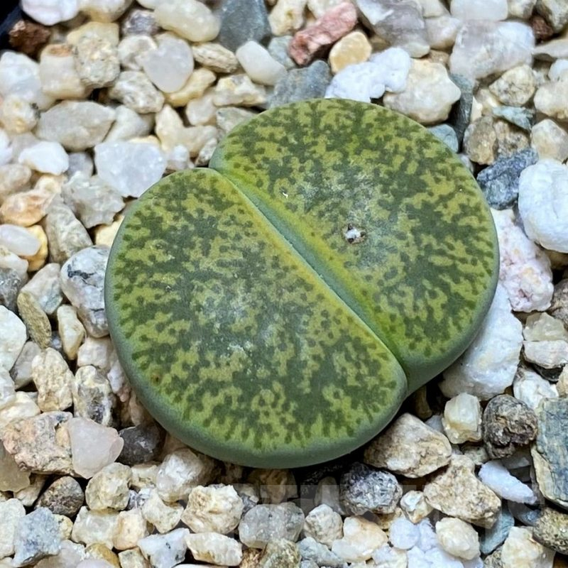 SH15942 Lithops lesliei v. albinica