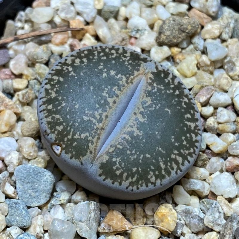 SH15943 Lithops lesliei v. maraisii