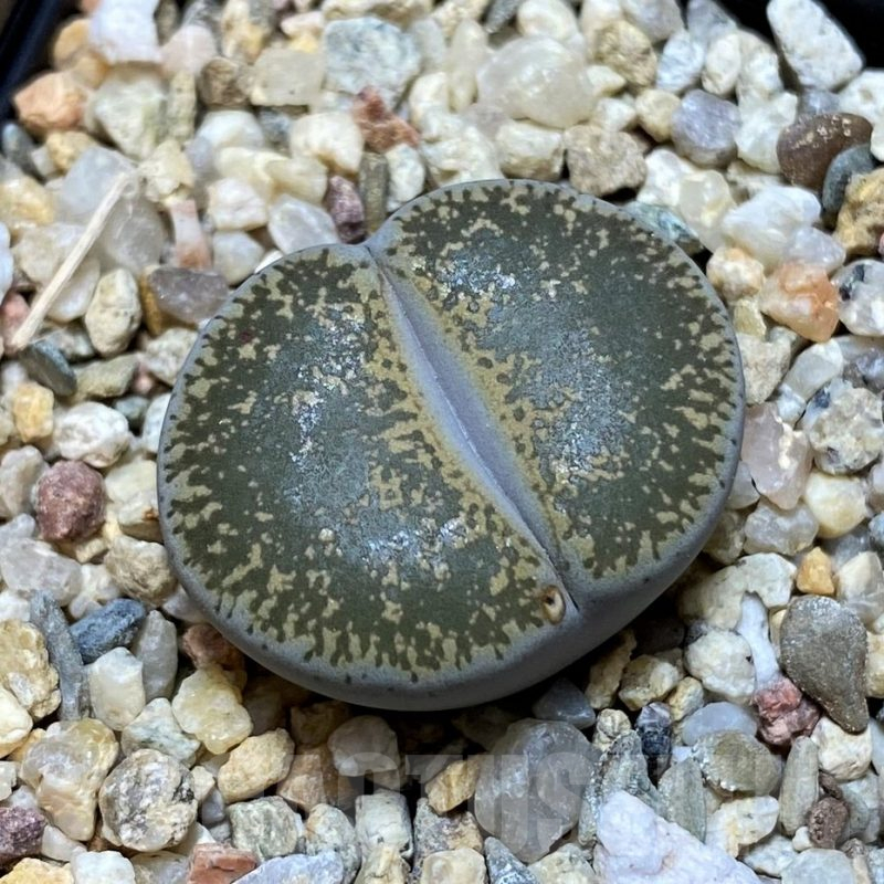 SH15944 Lithops lesliei v. maraisii