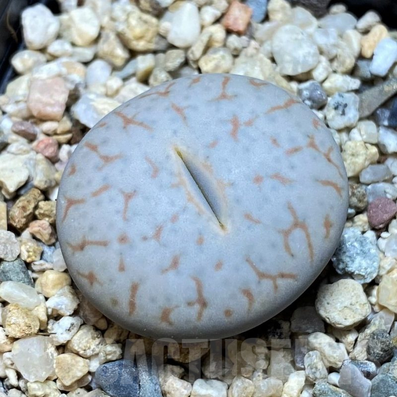 SH15945 Lithops pseudotruncatella ssp. volkii