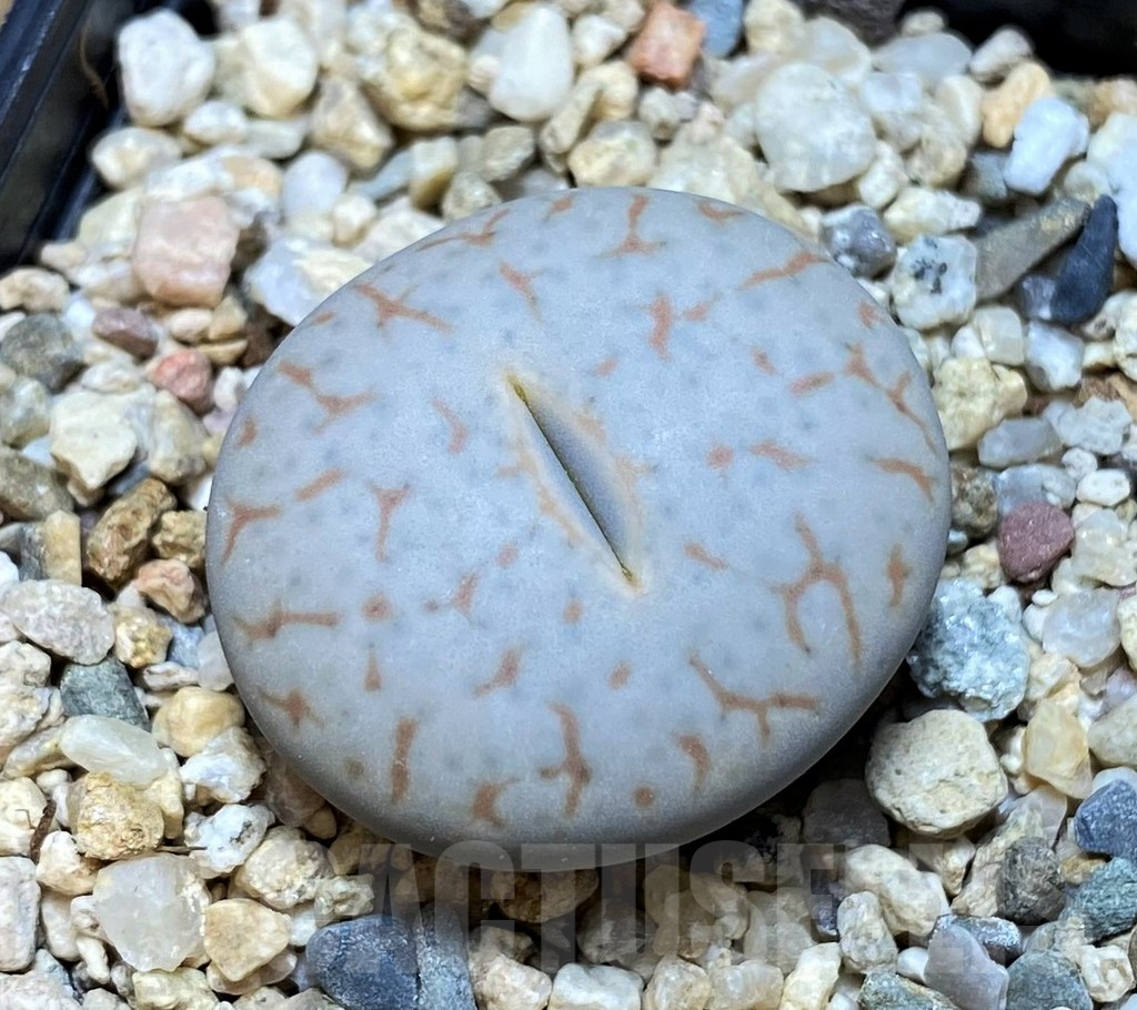 SH15945 Lithops pseudotruncatella ssp. volkii