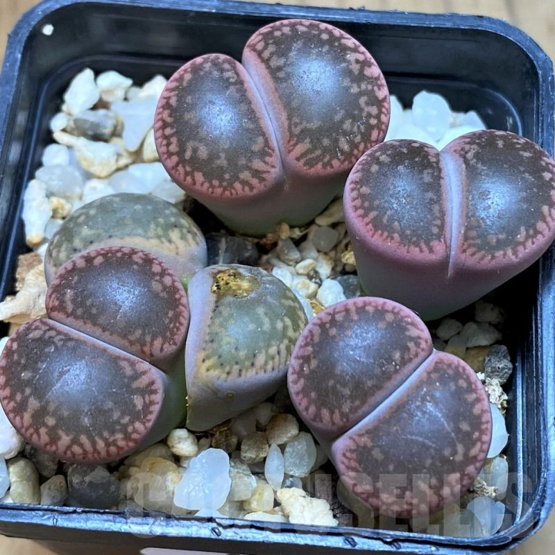 SH15948 Lithops aucampiae 'Rubrobrunneus', old 10 years