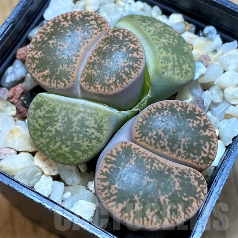 SH15949 Lithops lesliei 'Warrenton'