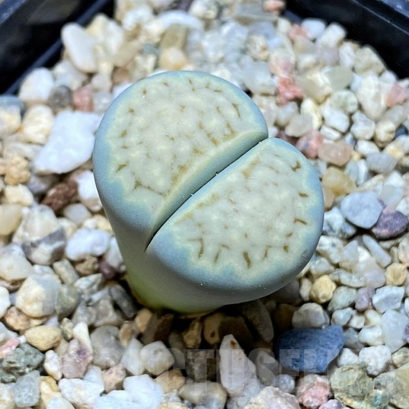 SH15950 Lithops julii ssp. fulleri
