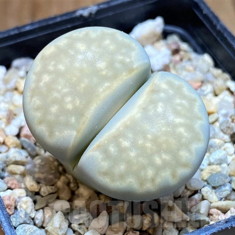 SH15951 Lithops julii ssp. fulleri