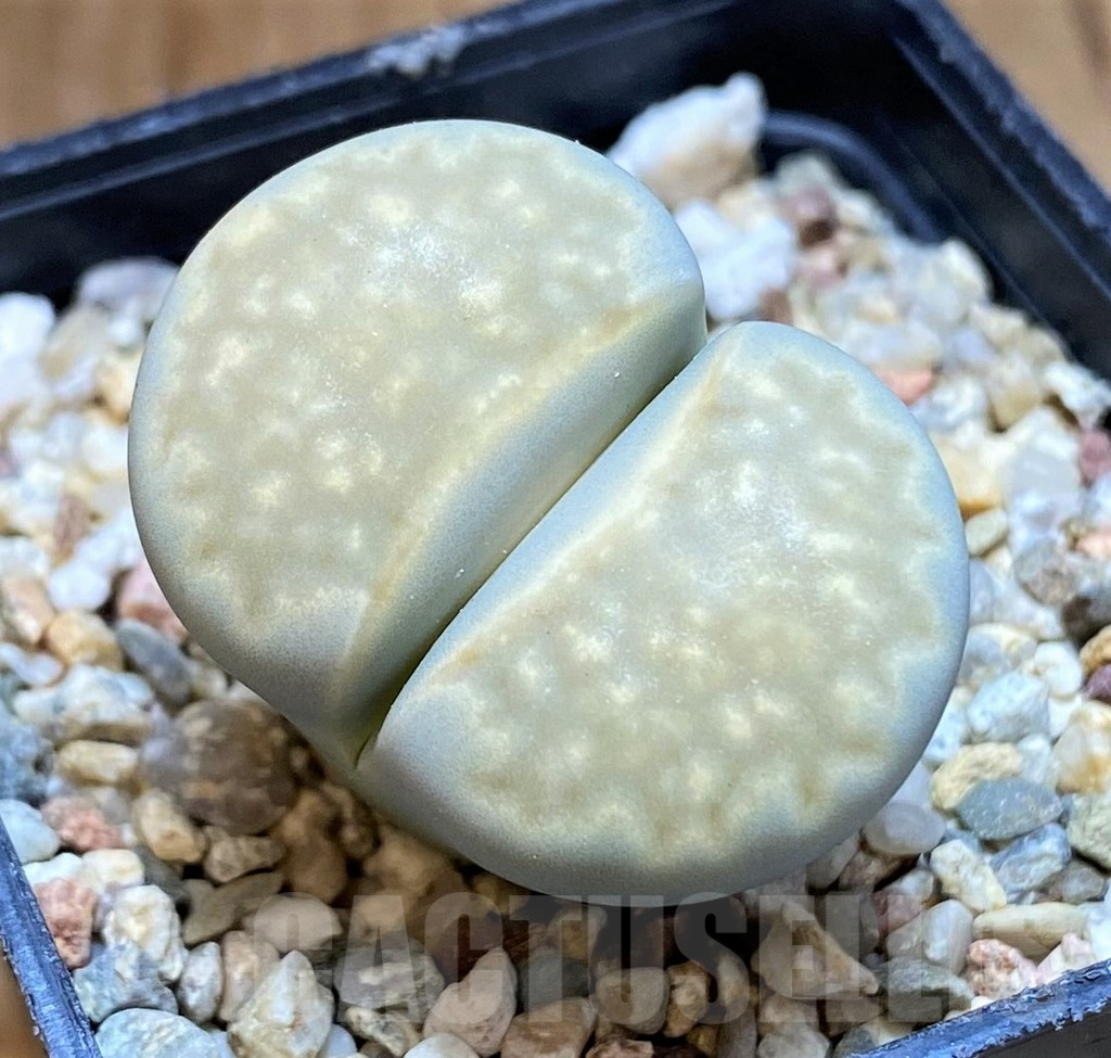 SH15951 Lithops julii ssp. fulleri