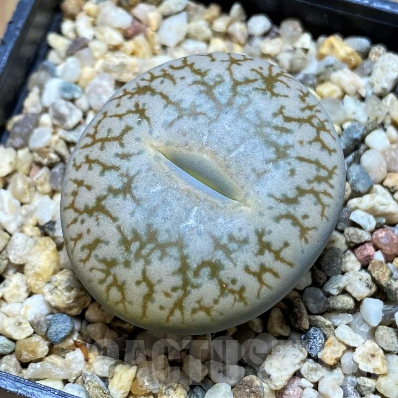 SH15952 Lithops pseudotruncatella