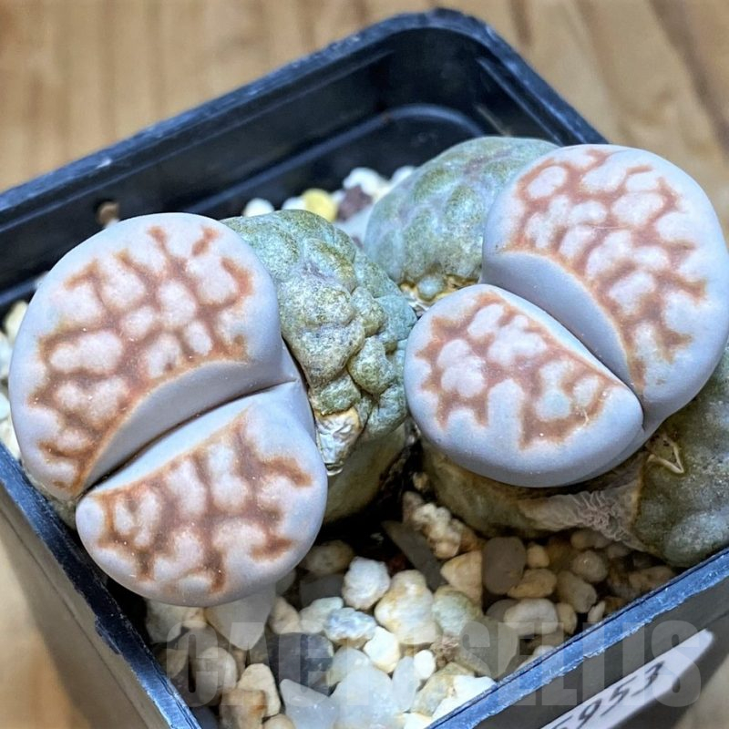 SH15953 Lithops karasmontana