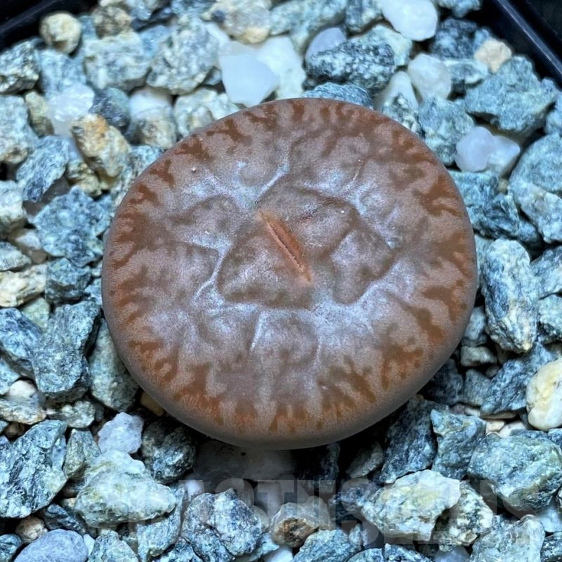 SH15954 Lithops pseudotruncatella