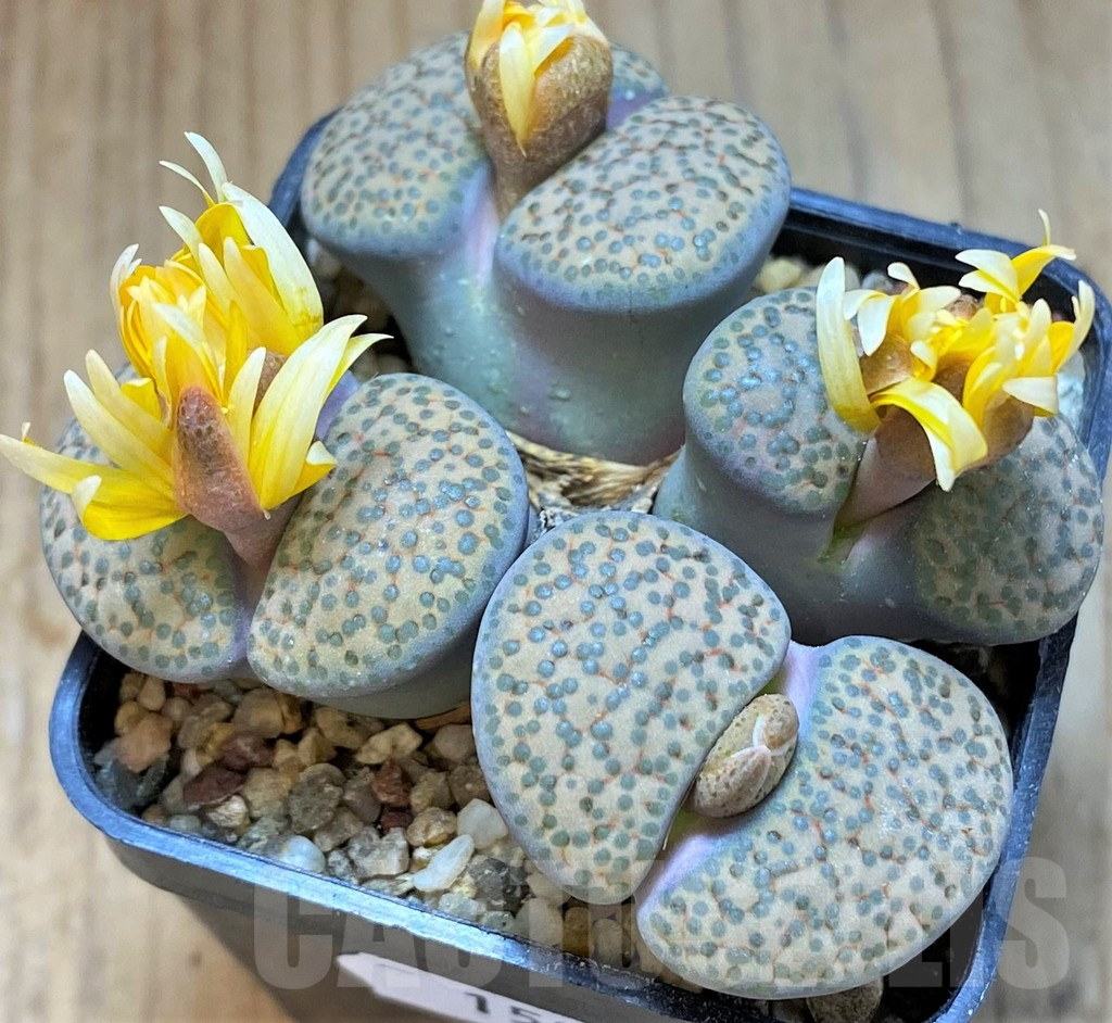 SH15960 Lithops fulviceps, old 10 years