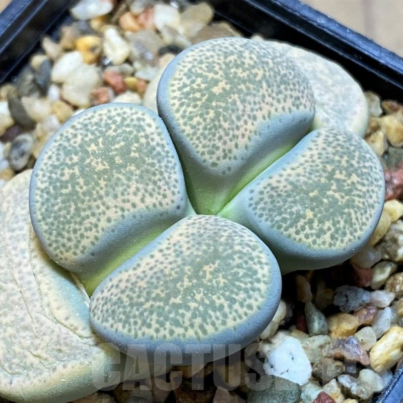 SH15961 Lithops terricolor