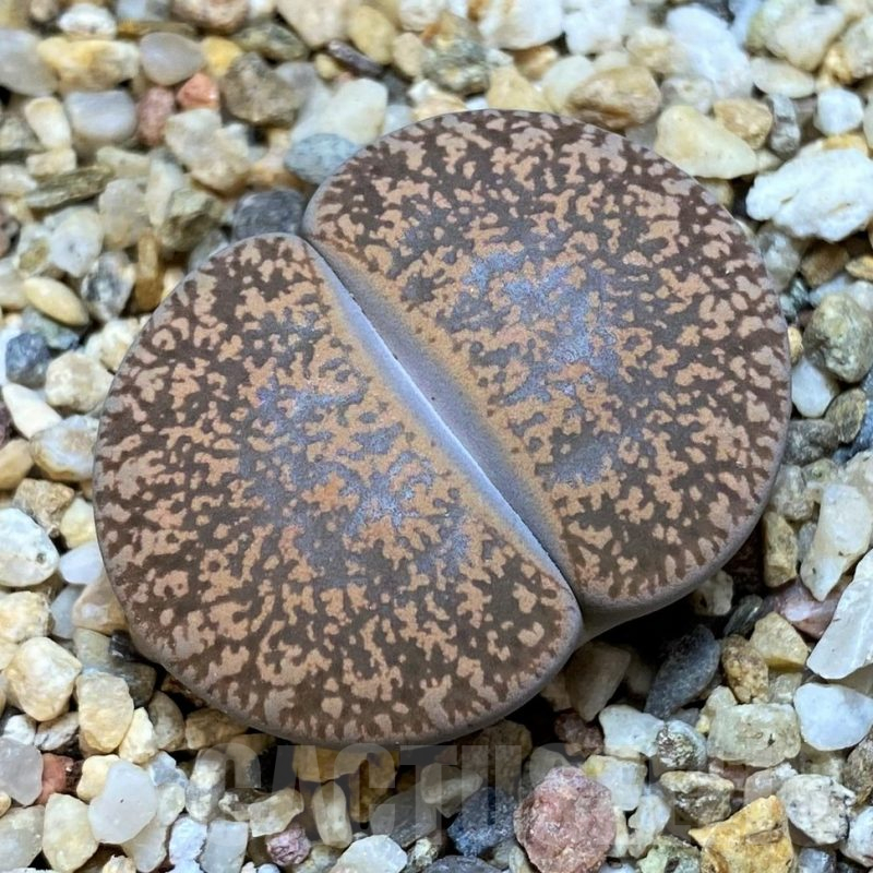 SH15963 Lithops lesliei v. hornii