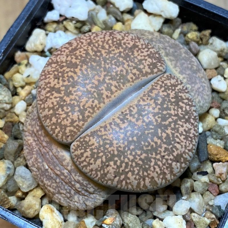 SH15964 Lithops lesliei v. hornii