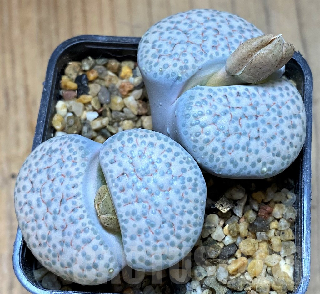 SH15965 Lithops fulviceps v. lactinea, old 6 years