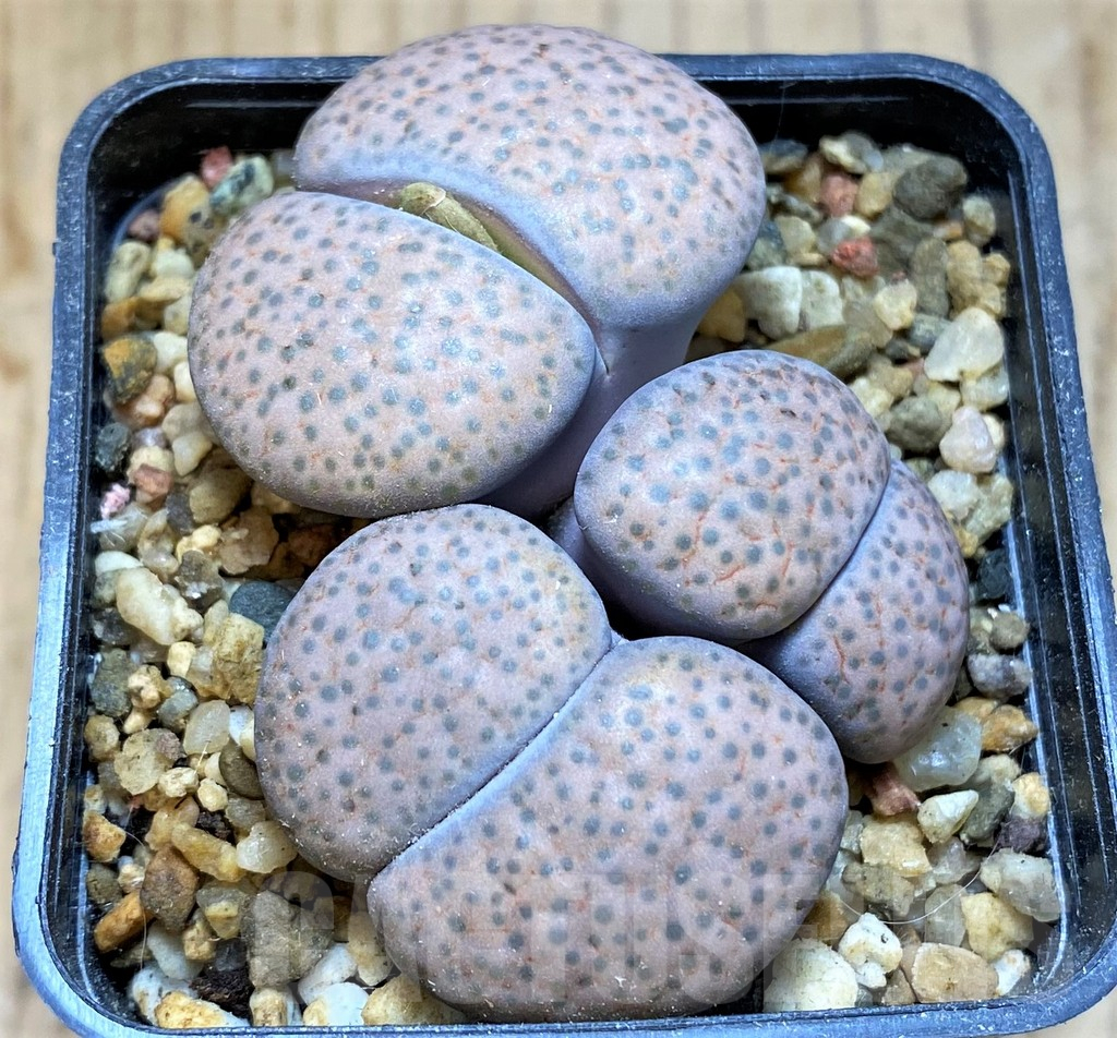 SH15966 Lithops fulviceps v. lydiae, old 7 years