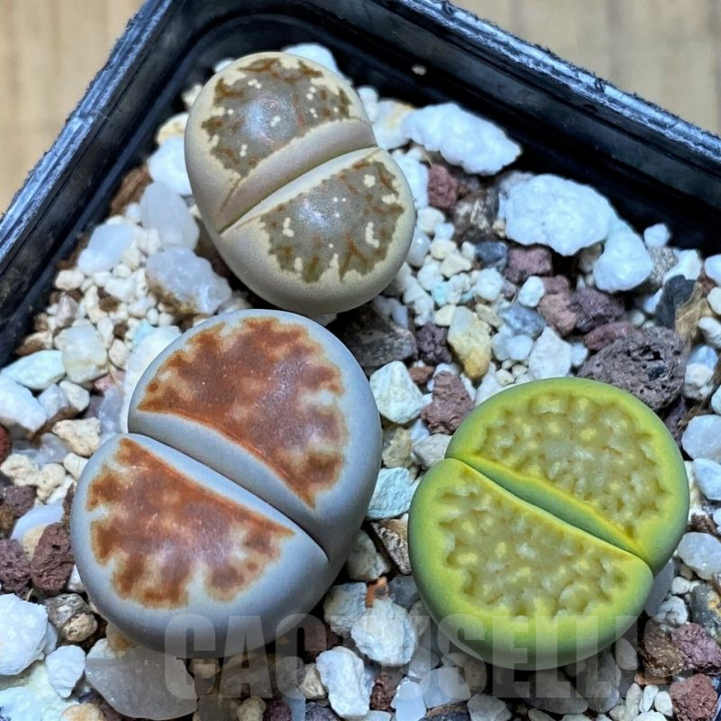 SH15967 Lithops mix