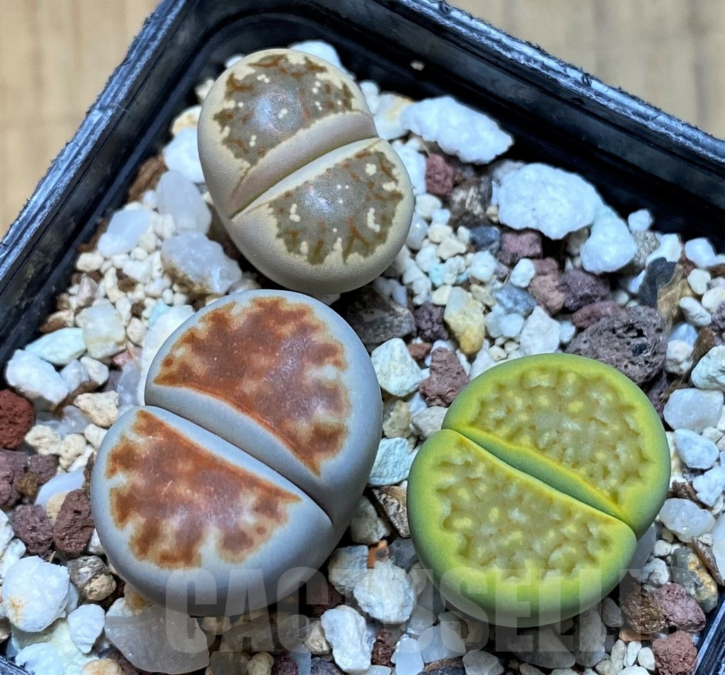 SH15967 Lithops mix