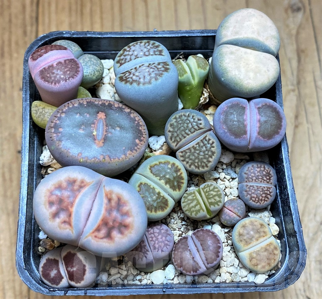 SH15968 Lithops mix