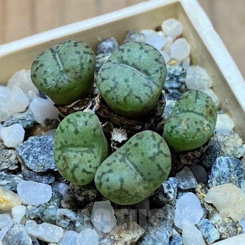 SH15898 Conophytum obcordellum