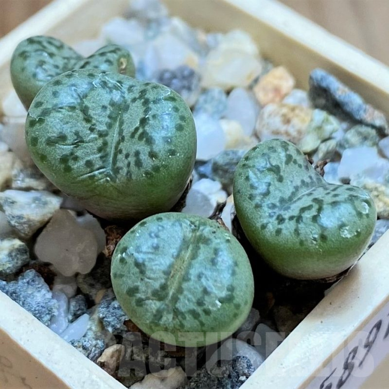 SH15891 Conophytum obcordellum