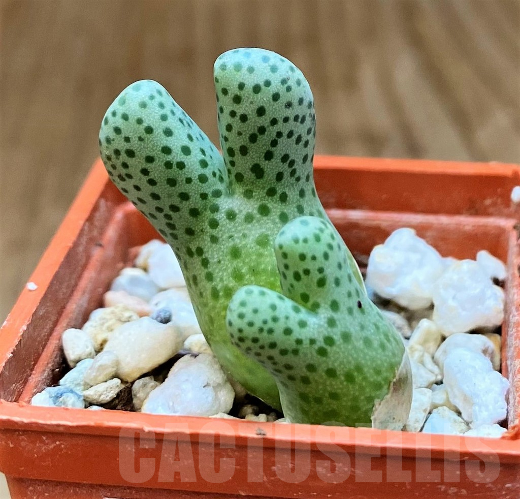 SH15900 Conophytum haramoepense ARM9550