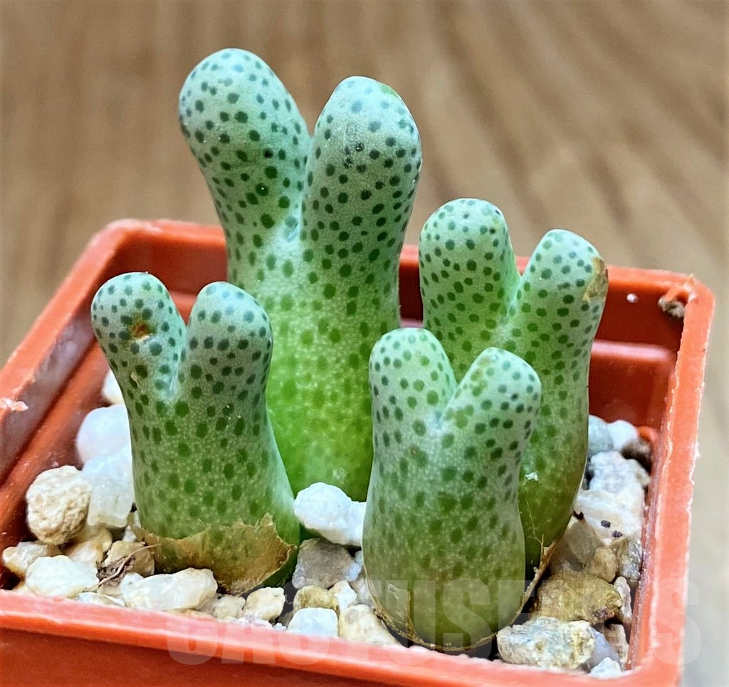 SH15901 Conophytum haramoepense ARM9550