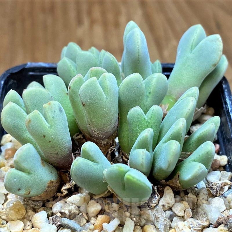 SH15903 Conophytum blandum RSY1774