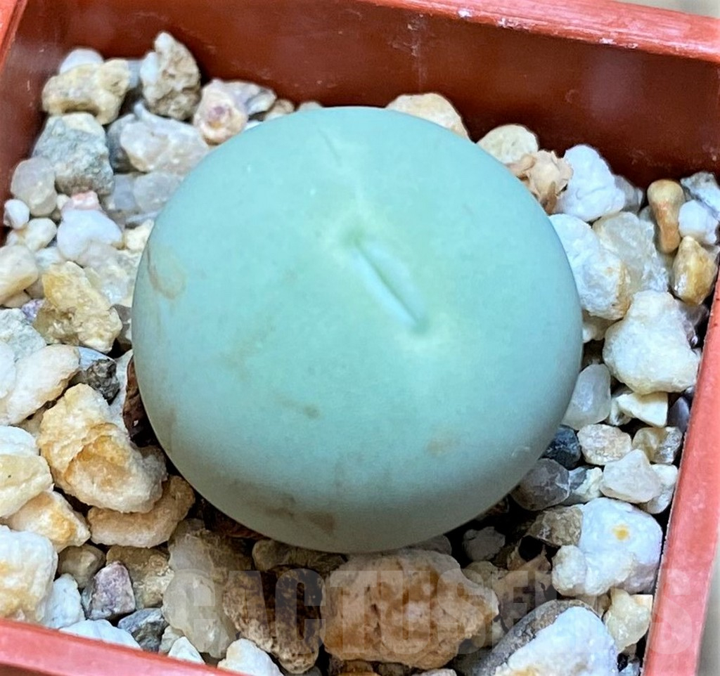 SH15906 Conophytum calculus
