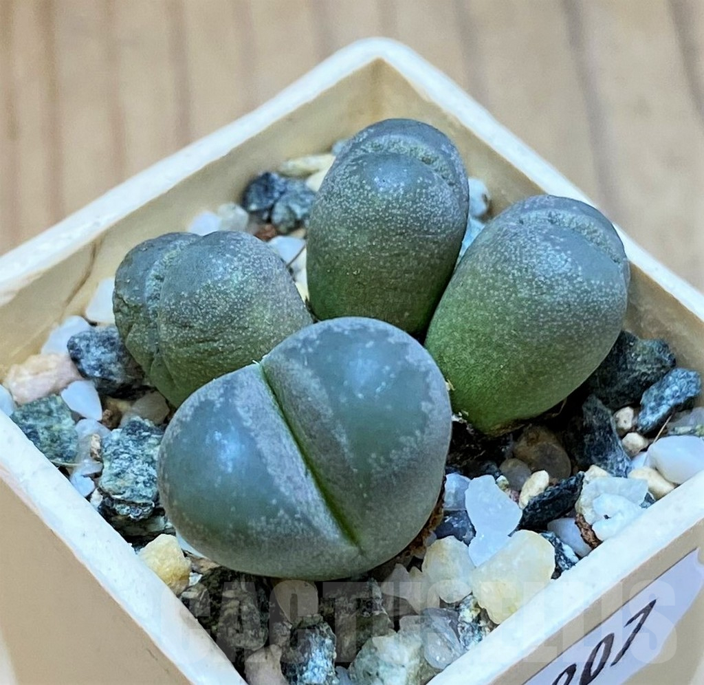 SH15907 Lithops optica