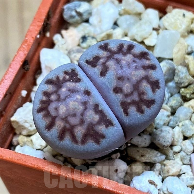 SH15908 Lithops salicola ‘Sato’s Violet’ hybrid