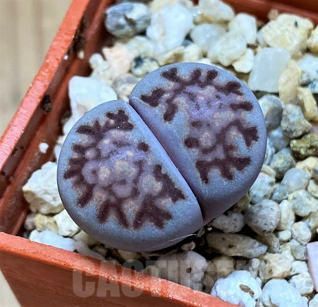 SH15908 Lithops salicola ‘Sato’s Violet’ hybrid