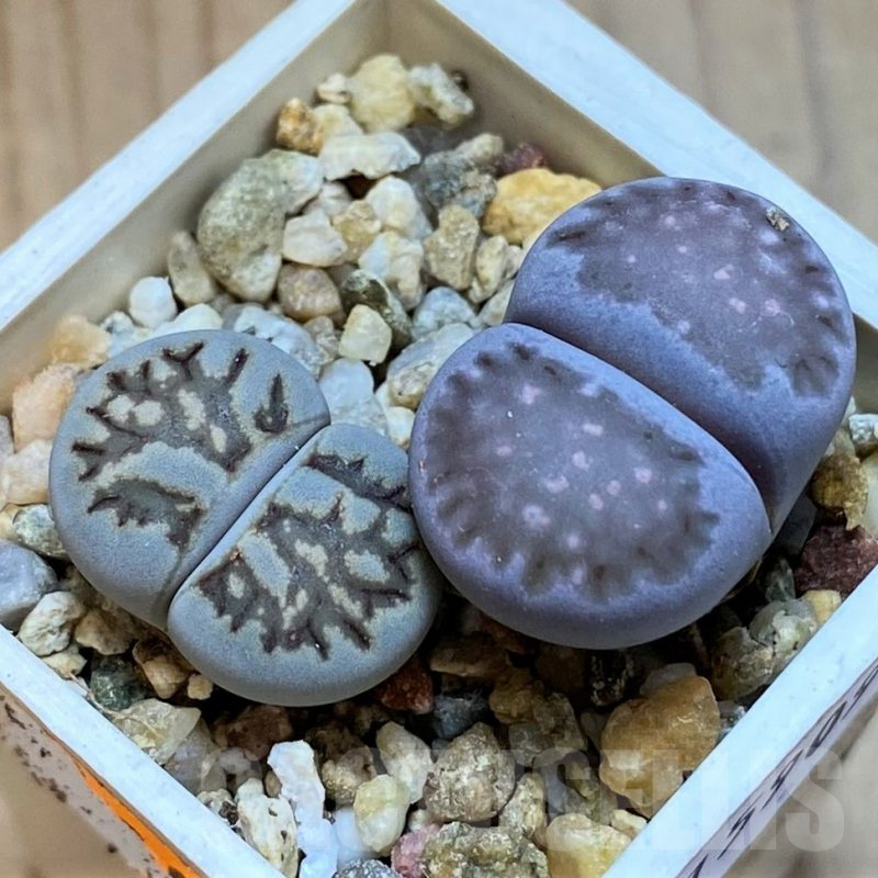 SH15909 Lithops julii ‘Kikushogyoku’, Lithops salicola ‘Sato’s Violet’ hybrid