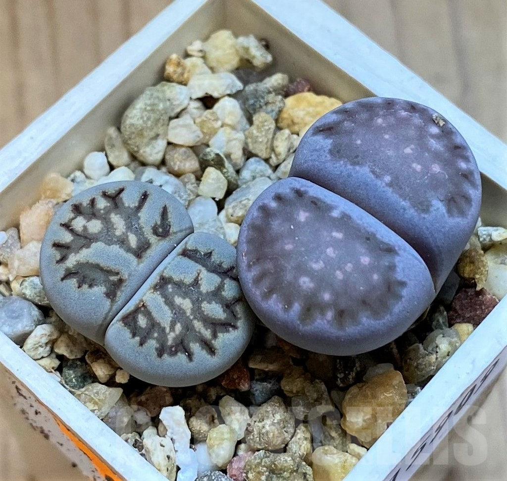 SH15909 Lithops julii ‘Kikushogyoku’, Lithops salicola ‘Sato’s Violet’ hybrid