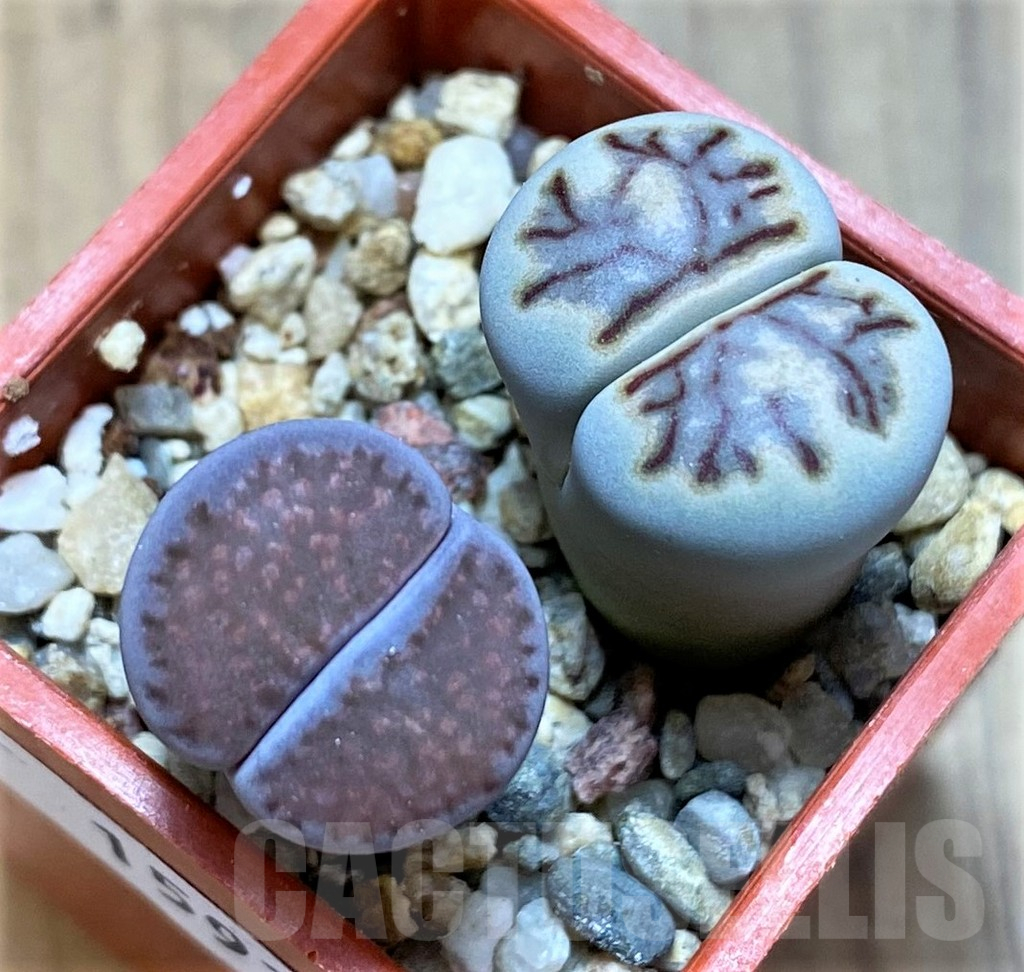 SH15911 Lithops julii ‘Kikushogyoku’, Lithops salicola ‘Sato’s Violet’ hybrid