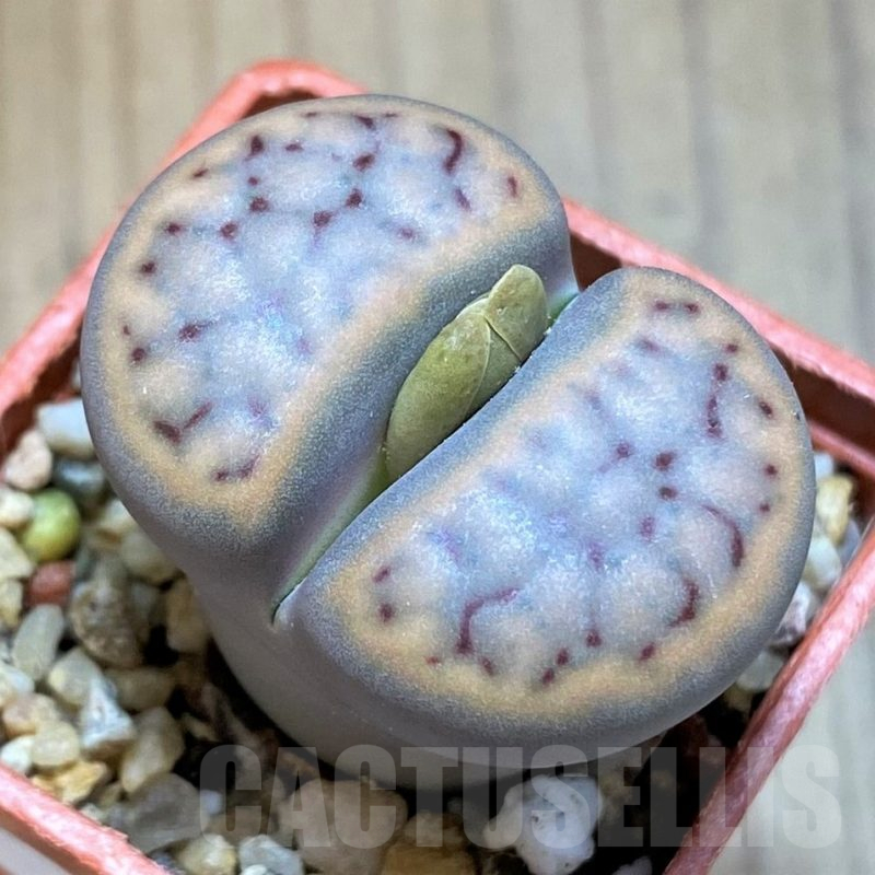 SH15913 Lithops schwantesii C080