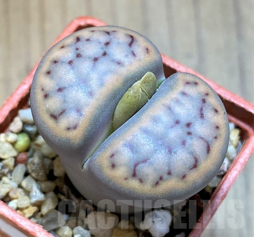 SH15913 Lithops schwantesii C080