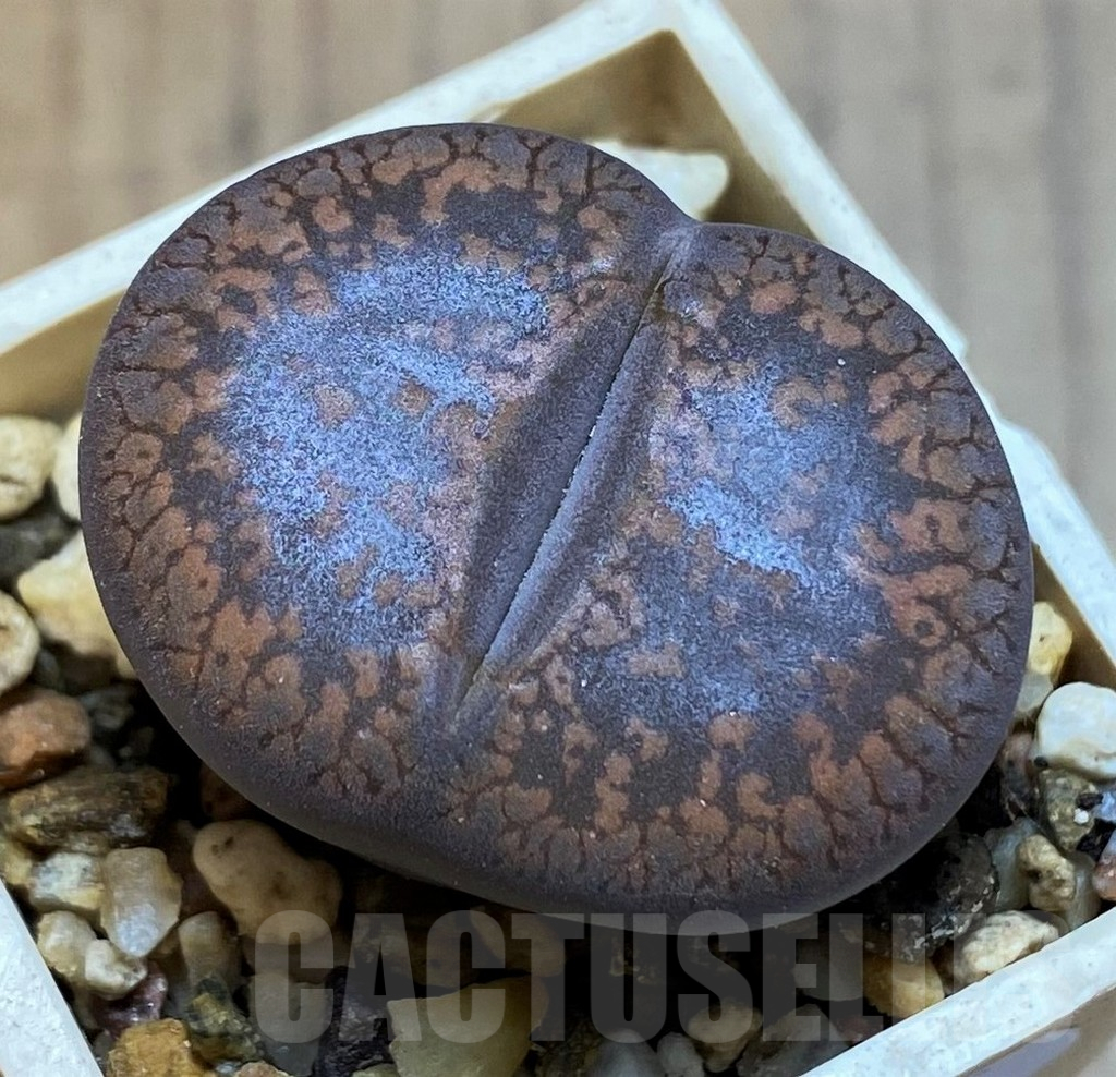 SH15915 Lithops aucampiae