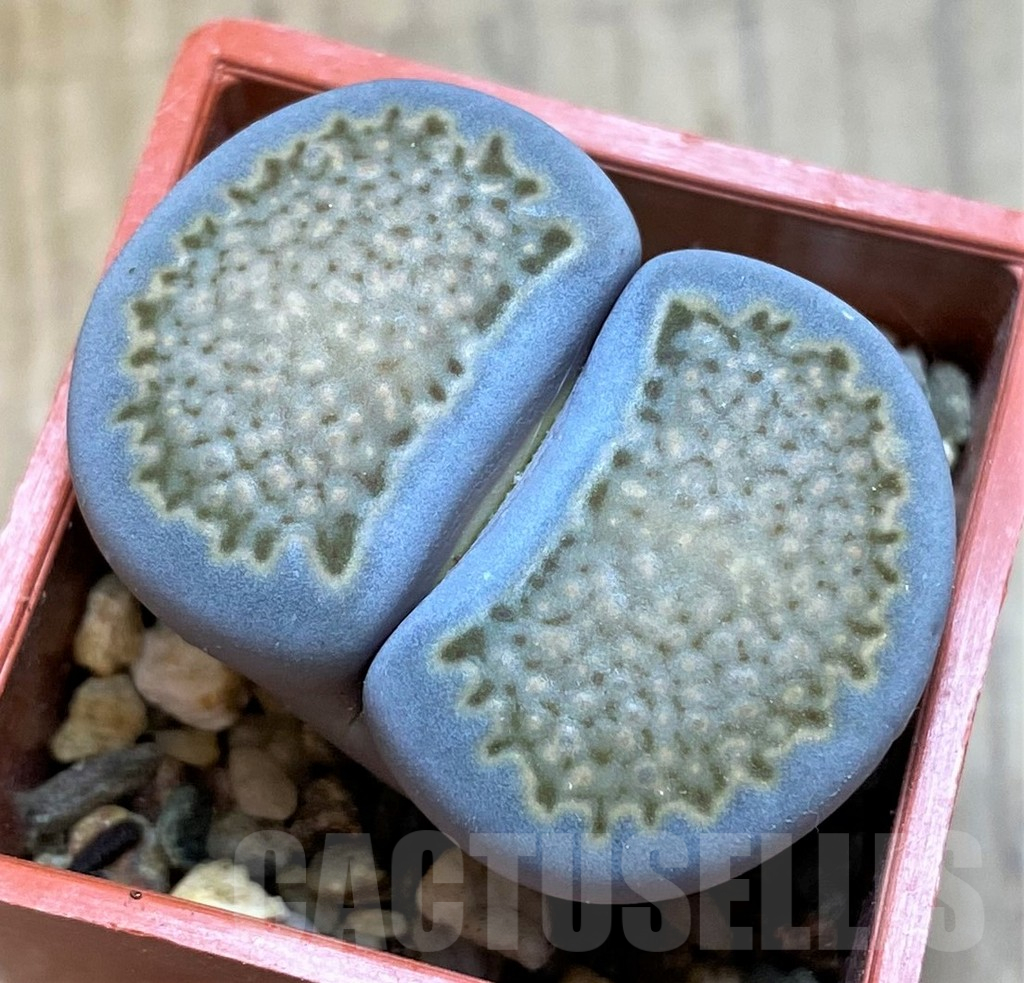 SH15916 Lithops halii