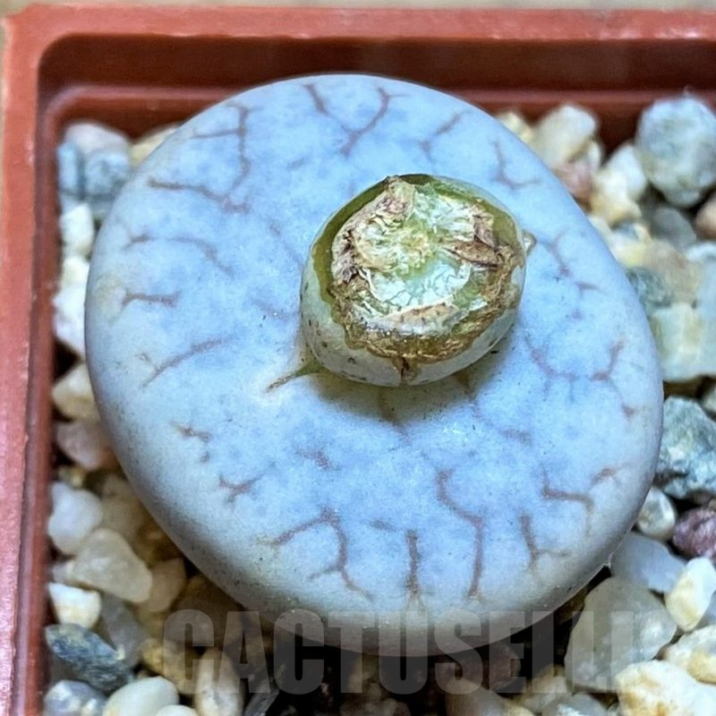 SH15917 Lithops pseudotruncatella ssp. volkii