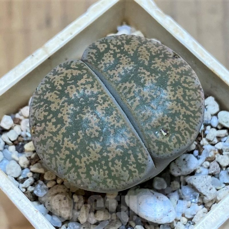 SH15918 Lithops lesliei v. rubrobrunnea
