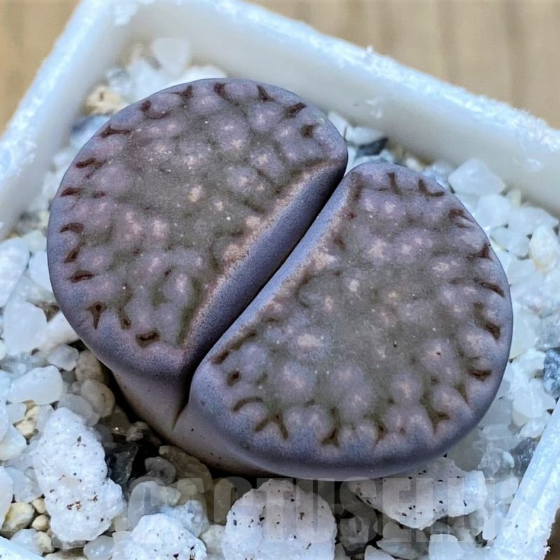 SH15920 Lithops salicola ‘Sato’s Violet’ hybrid